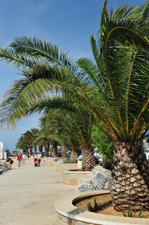Vertical photo of palm trees along the beach promenade of Makarska riviera, Croatia. People walking in the distance.の写真素材
