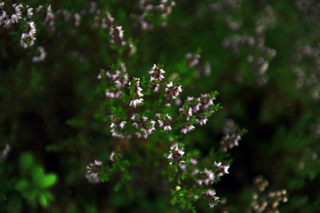 Pink heather flowers against dark green natural background. Horizontal photo with copy space.の写真素材