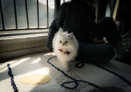 Portrait of my own catの写真素材