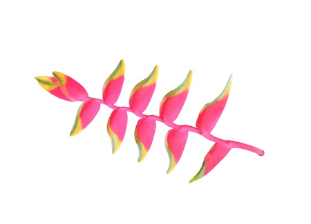 Beautiful Heliconia flowerの写真素材