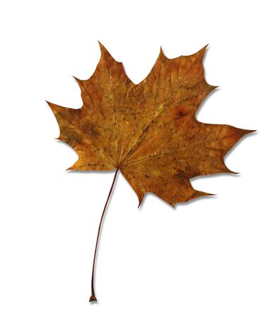  Maple leaf                             の写真素材