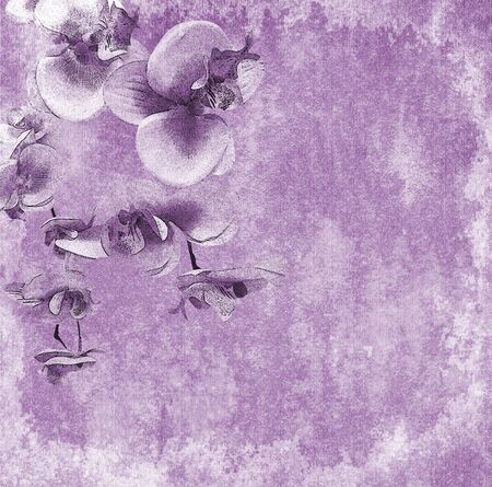 Orchid flowers backgroundの写真素材