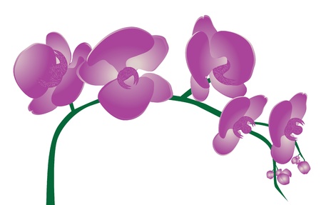 Orchid Flowersのイラスト素材