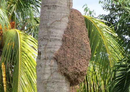 Bee hive on the coconut palm treeの写真素材