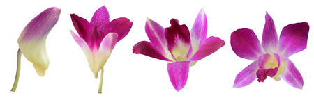 Stages of growth Orchid flowerの写真素材