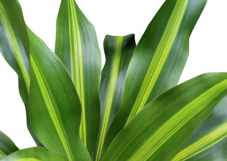 Dracaena plant isolated on white backgroundの写真素材