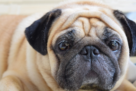 Closeup of a cute Pug dog looking at cameraの写真素材