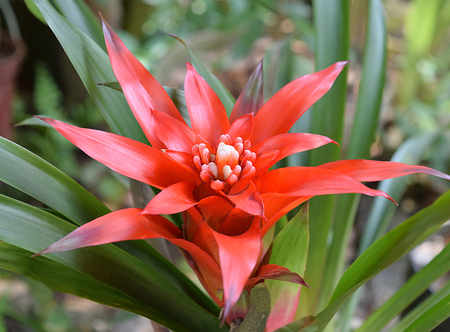 Guzmania empire or bromeliad plant flowerの写真素材