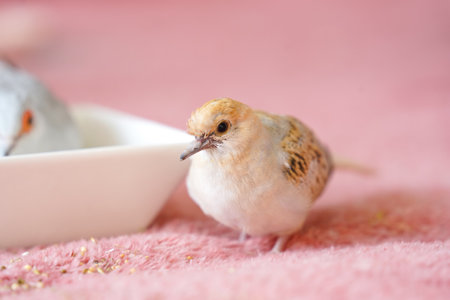 Little bird feeding from a bowl, diamond dove chicks isolated on pink backgroundの写真素材