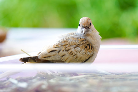 The world's smallest pigeon, the baby bird of Diamond Doveの写真素材