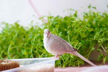 White diamond dove, the smallest pigeon in the world, sitting in front of a plastic box with pea...