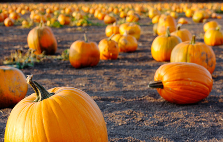 Pumpkin field