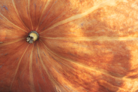 Pumpkinの写真素材