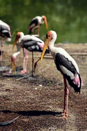 Group of Painted Stork standing on the floorの写真素材