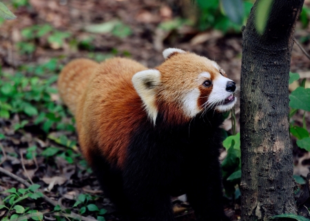 Red Panda