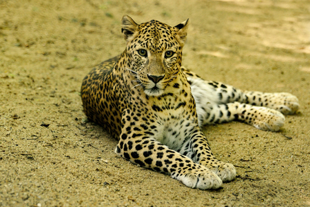 A Cheetah lying down and looking at the camera