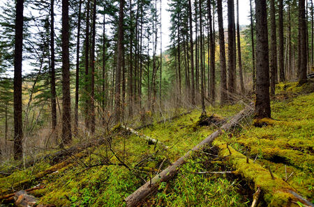 Forest