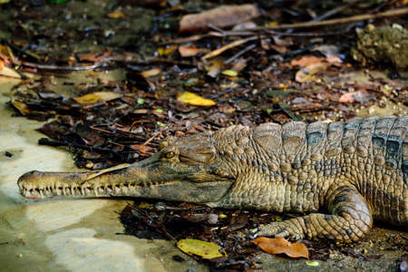 Crocodile lying on the ground
