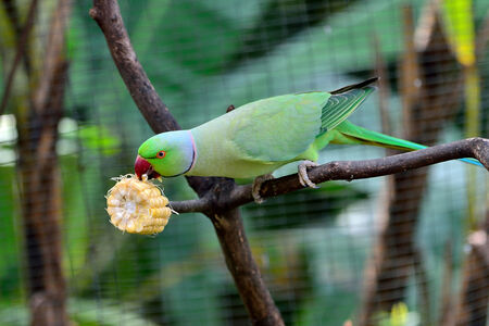 Green Indian Ring-necked Parakeet eating a corn の写真素材
