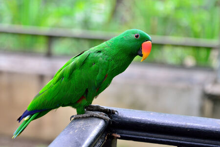 Eclectus Parrot standing on the wood railingの写真素材
