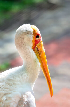 Side view of Yellow-billed Storksの写真素材