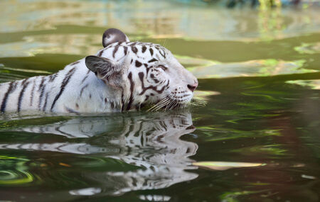White Bengal Tiger swimming の写真素材