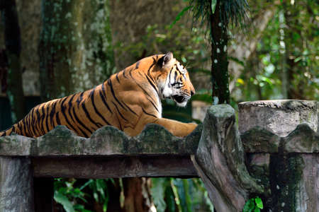 Tiger lying on the platformの写真素材