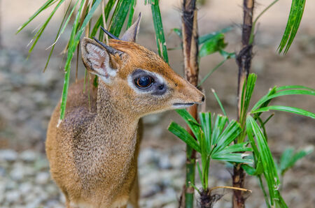 Kirks Dik dikの写真素材