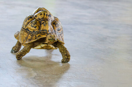 Leopard Tortoise walking on the groundの写真素材