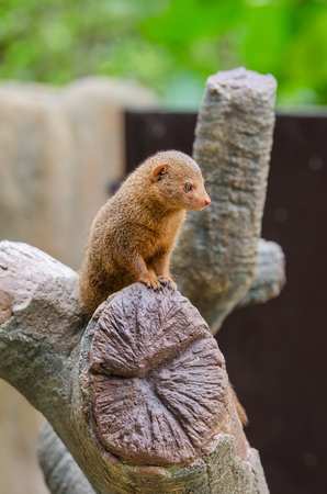 Common Dwaft Mongoose standing on the branch.の写真素材