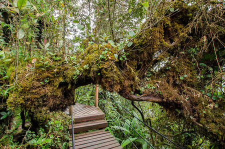 Wooden pathway in the Mossy Forest of Gunung Brinchang, Cameron Highlands Malaysia
