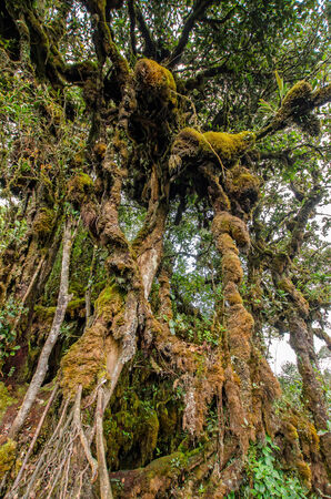 Mossy Forest of Gunung Brinchang, Cameron Highlands Malaysiaの写真素材