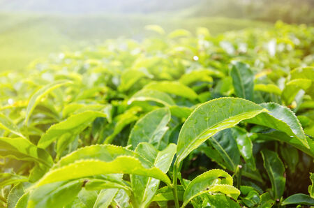 Close-up of tea leaves in morning sulightの写真素材