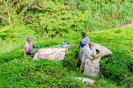 Pahang,Malaysia - October 28, 2014: Tea workers harvesting tea leaf using machine and storage the tea leaf in the bag in Cameron Highlands.のeditorial素材