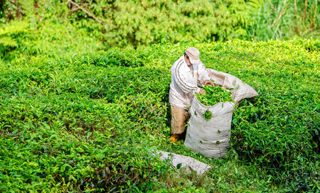 Tea workers harvesting tea leaf and storage the tea leaf in the bag in Cameron Highlands.の写真素材