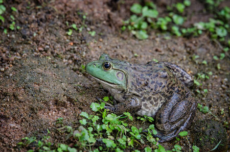 Bullfrog (Rana Catesbeiana) sitting on the groundの写真素材