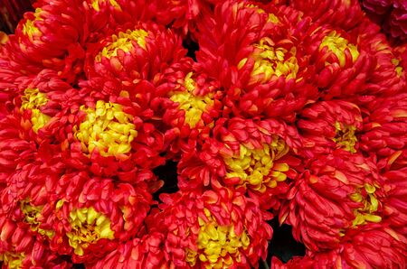 Colorful flowers decorating for Chinese New Year.の写真素材