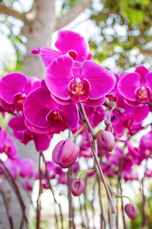 Pink orchids in the gardenの写真素材