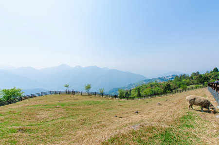 Cingjing,Taiwan - March 20, 2015 : Cingjing farm is the one of the most attractive tourist place in Nantou,Taiwan.のeditorial素材