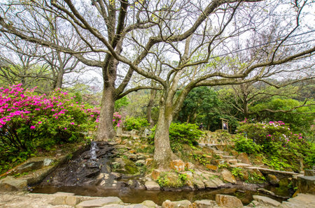 Taipei,Taiwan - March 16,2015 : Yangmingshan National Park, Taipei Taiwan.のeditorial素材