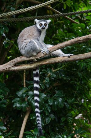 A ring tailed lemur sitting on the tree branchの写真素材