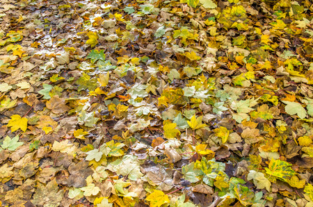 Fallen leaves of the maple trees in Arrowtown,New Zealandの写真素材