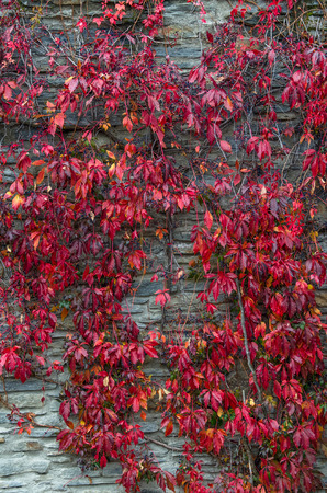 Red creeper leaves climbs up on the wall in Arrowtown, New Zealandの写真素材