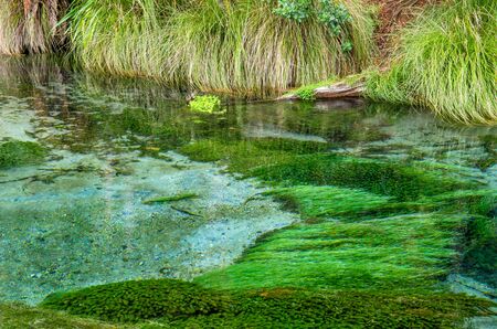 Hamurana Springs is the deepest natural fresh water spring on the North Island of New Zealand.の写真素材