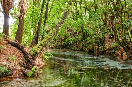 Te Puna-a-Hangurua in the Hamurana Springs, Rotorua New Zealand. There is around 4,500,00 litres of water flow out of the spring each hour.の写真素材