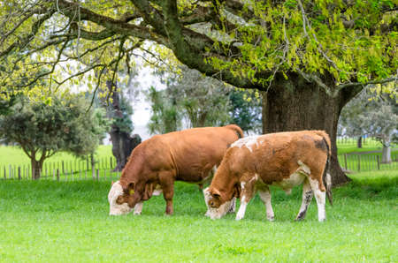 Brown and white cow eating grass in New Zealand.の写真素材