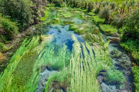 Blue Spring which is located at Te Waihou Walkway,Hamilton New Zealand. It internationally acclaimed supplies around 70% of New Zealand's bottled water because of the pure water.の写真素材