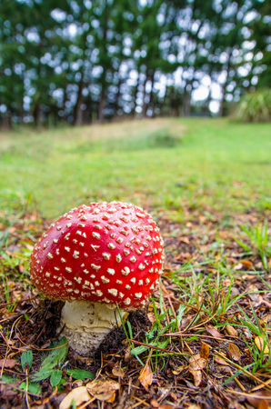 Amanita muscaria also known as fly agaric or fly amanita growing on the grass in New Zealand.の写真素材
