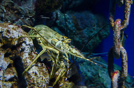 Lobster in the aquarium