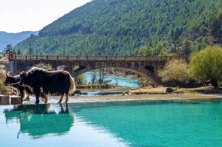 Beautiful Blue Moon Valley in Jade Dragon Snow Mountain, Lijiang Yunnan China.の写真素材